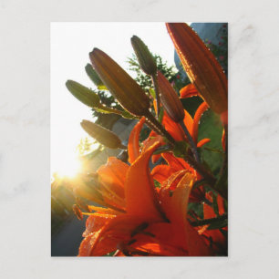 Cartão Postal Orange Un Bloomed