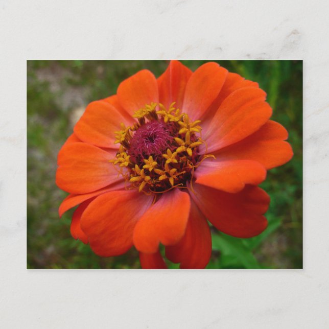 Cartão Postal Orange Zinnia Wildflower Nature Floral (Frente)