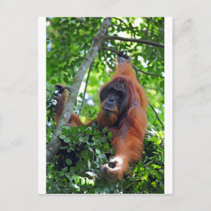 Cartão Postal Orangotano masculino na floresta tropical de Sumat