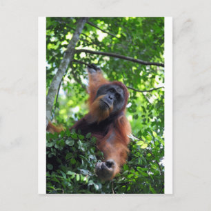 Cartão Postal Orangotano masculino na floresta tropical de Sumat