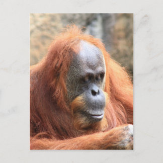 Cartão Postal Orangutan