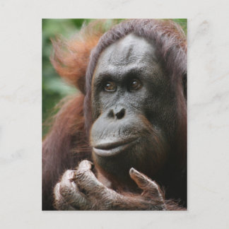 Cartão Postal Orangutan