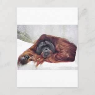 Cartão Postal Orangutan