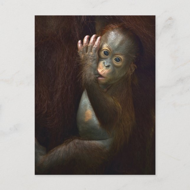 Cartão Postal Orangutan (Frente)