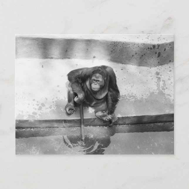 Cartão Postal Orangutan (Frente)