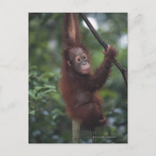 Cartão Postal Orangutan Baby Escalbing Liana