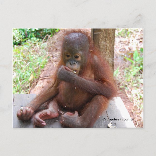 Cartão Postal Orangutan Baby Orphan Come Amendoins (Frente)