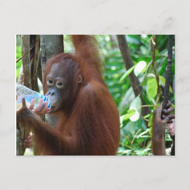 Cartão Postal Orangutan Bebe Água na Floresta (Frente)