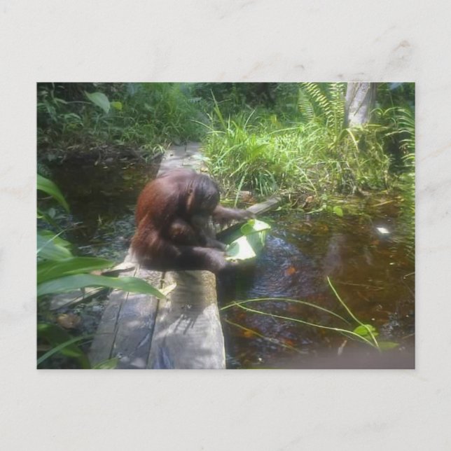 Cartão Postal Orangutan na Floresta de Borneo (Frente)