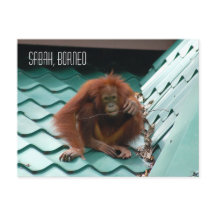 Orangutan na selva de floresta tropical de Borneo