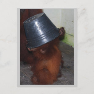 Cartão Postal Orangutan Oide and Seek