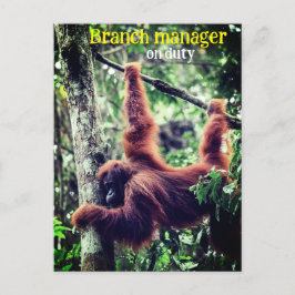 Cartão Postal Orangutan pendurado na árvore