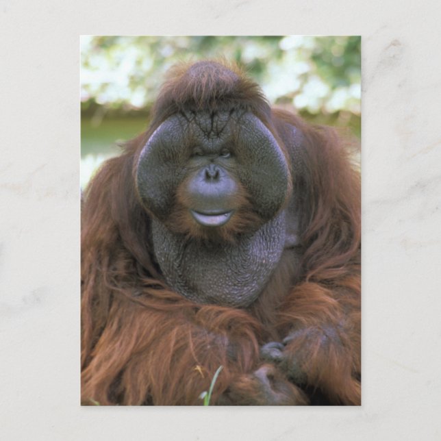 Cartão Postal Orangutan Pongo Pygmaeus (Frente)