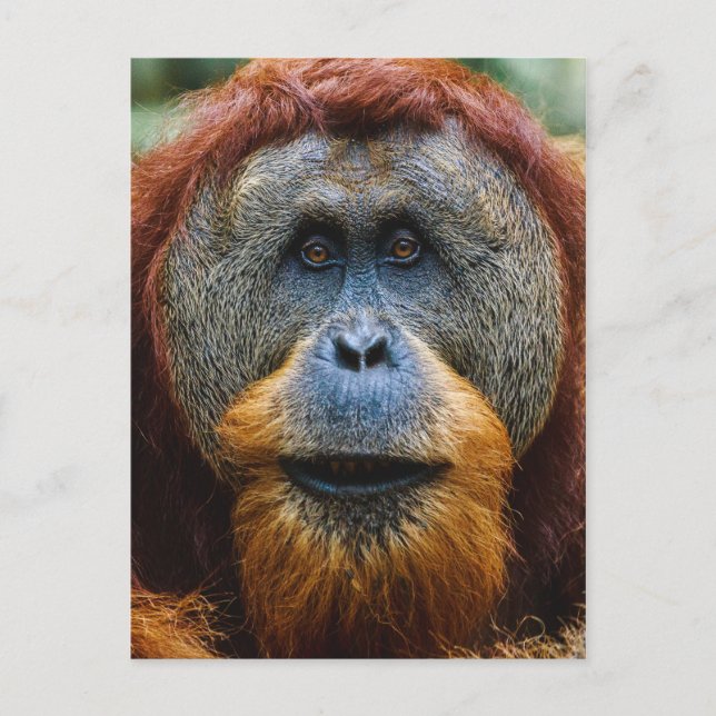 Cartão Postal Orangutan - Sumatra, Indonésia (Frente)