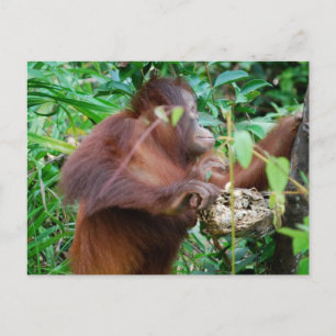 Cartão Postal Orangutan Treasure