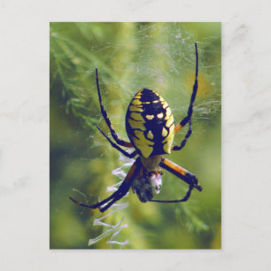 Cartão Postal Orb Weaver Spider Photo