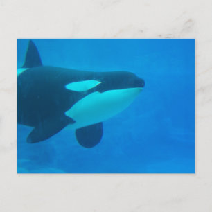 Cartão Postal orca baleia assassina submarino azul