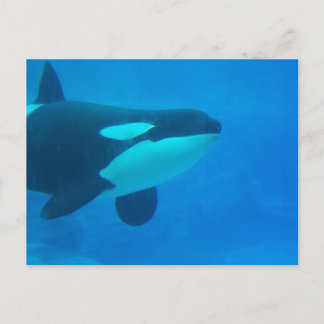 Cartão Postal orca baleia assassina submarino azul