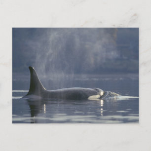 Cartão Postal Orca fêmea adulta (Orcinus Orca), Puget