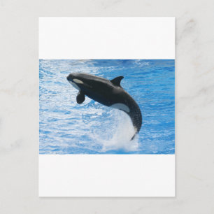 Cartão Postal Orca Killer Whale