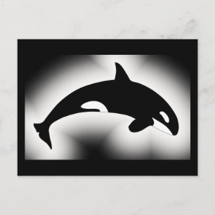 Cartão Postal Orca Killer Whale Black White