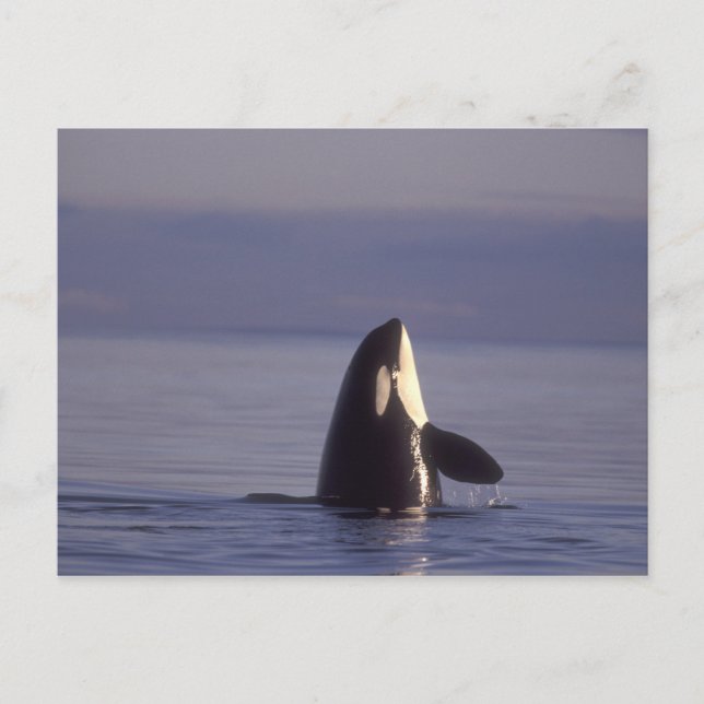 Cartão Postal Orca (Orca orcinus) espiando perto (Frente)