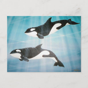 Cartão Postal Orca Pair