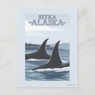 Cartão Postal Orca Whales #1 - Sitka, Alasca