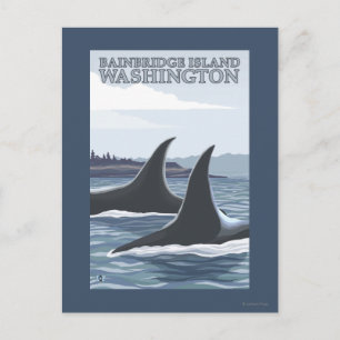 Cartão Postal Orca Whales nº 1 - Ilha de Bainbridge, Washington