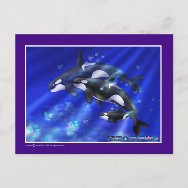 Cartão Postal orcas (Frente)