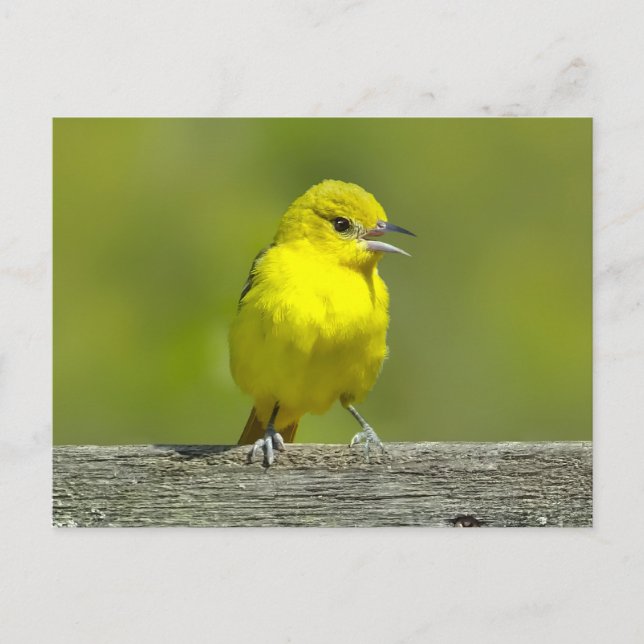 Cartão Postal Orchard Oriole - Fotografia Original (Frente)