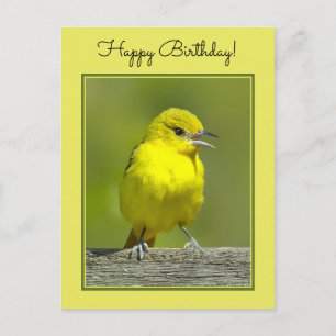 Cartão Postal Orchard Oriole - Fotografia original