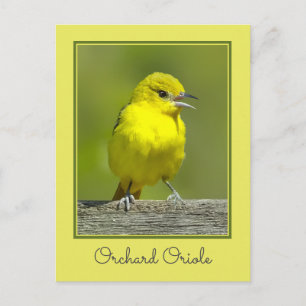 Cartão Postal Orchard Oriole - Fotografia original