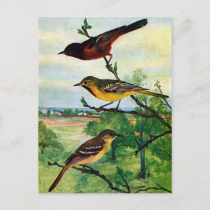 Cartão Postal Orchard Orioles Vintage Painting