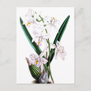 Cartão Postal Orchid Laelia Albida, var Rosea