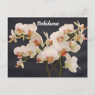 Cartão Postal Orchidaceae, orquidea