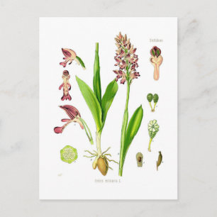 Cartão Postal Orchis militaris (orquídea militar)