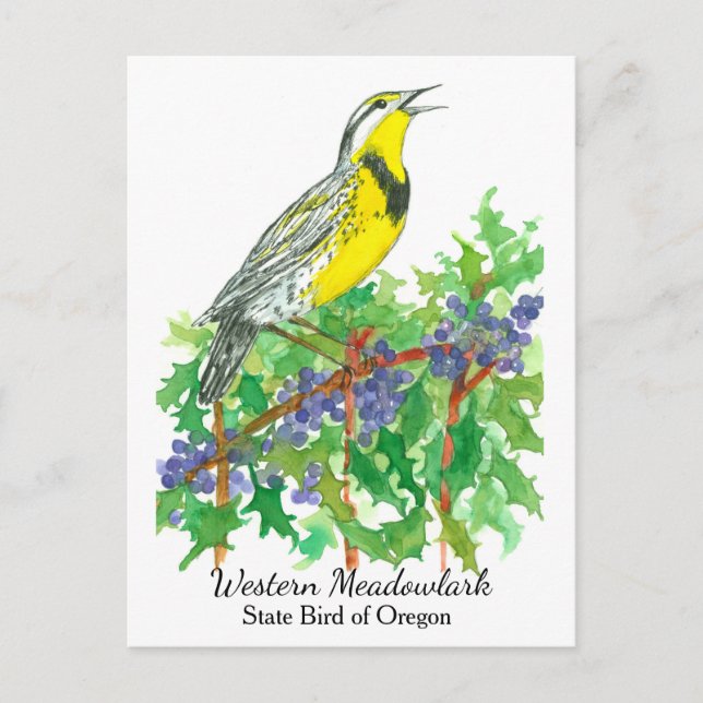 Cartão Postal Oregon Flor do Estado Bird Meadowlark (Frente)