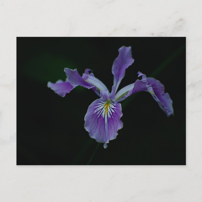Cartão Postal Oregon Iris 01 (Frente)