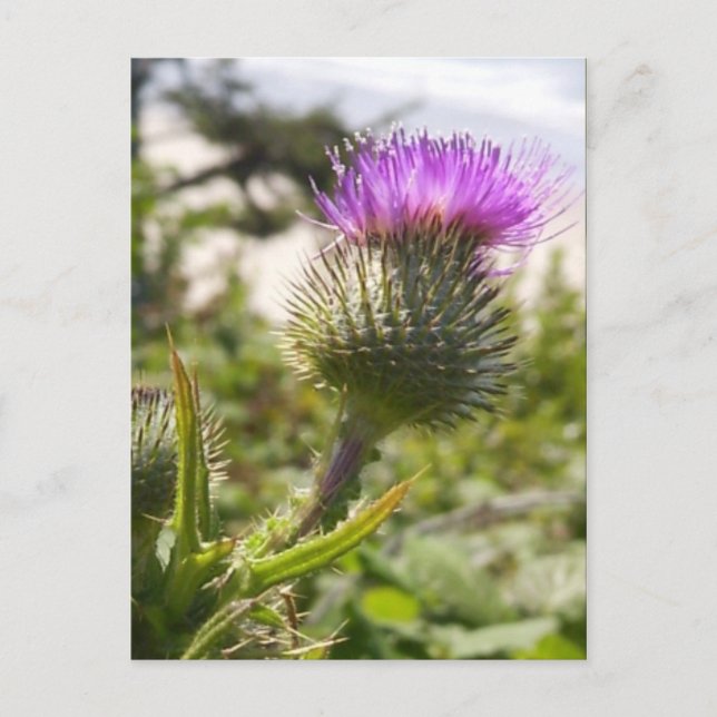 Cartão Postal Oregon Thistles (Frente)