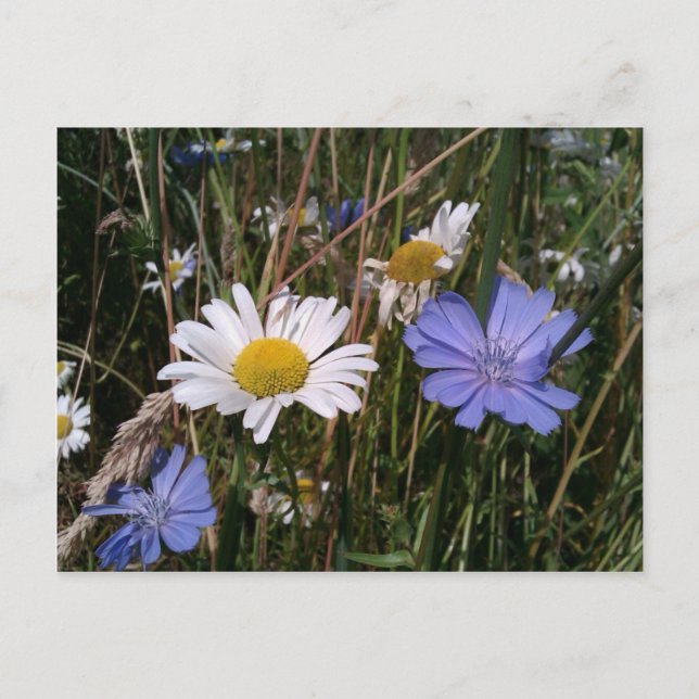 Cartão Postal Oregon Wildflower (Frente)