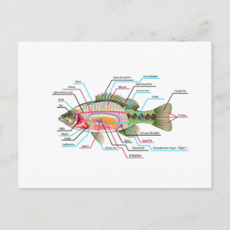 Cartão Postal Órgãos internos dos peixes Diagrama artístico veto