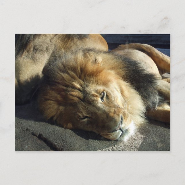 Cartão Postal Orgulho (Frente)