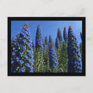 Cartão Postal Orgulho Azul das Flores da Madeira