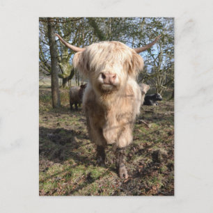Cartão Postal Orgulho de ser escocês