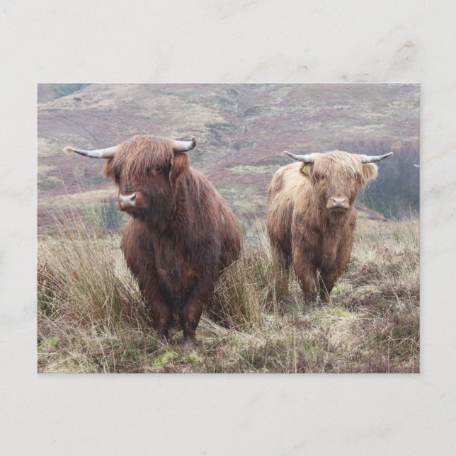 Cartão Postal Orgulho de ser escocês! (Frente)