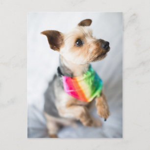 Cartão Postal Orgulho gay Rainbow Dog   Yorkshire Terrier