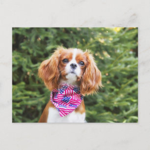 Cartão Postal Orgulhoso Cavalier King Charles Spaniel Puppy