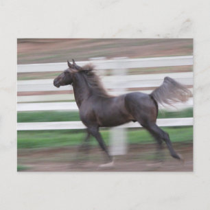 Cartão Postal Orgulhoso Running