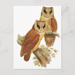 Cartão Postal Oriental Bay Owl
